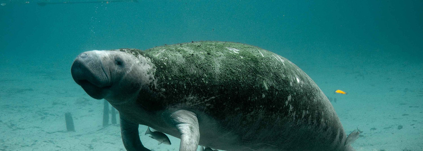 Dugong Sighting at Rawai Beach